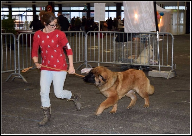 de la Conté de la Battrie - Expo de Bordeaux 2016