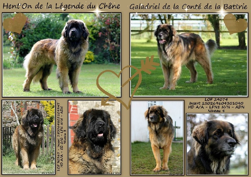 de la Conté de la Battrie - Leonberger - Portée née le 28/06/2014