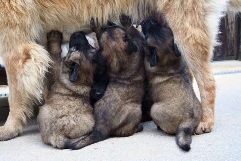 de la Conté de la Battrie - Leonberger - Portée née le 01/05/2009