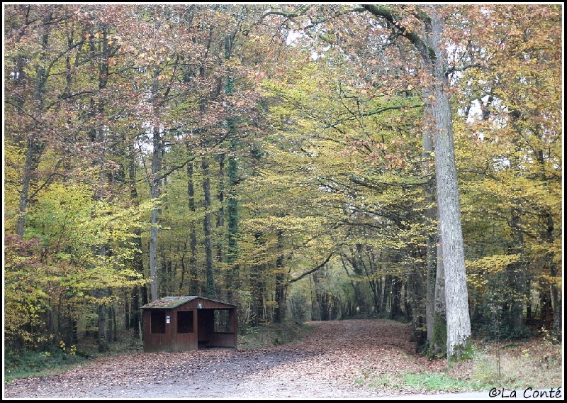 En forêt de Bellebranche