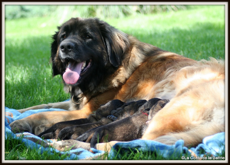 Chiot Leonberger de la Conté de la Battrie