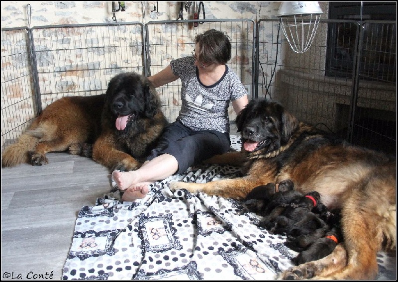 de la Conté de la Battrie - Leonberger - Portée née le 20/06/2015